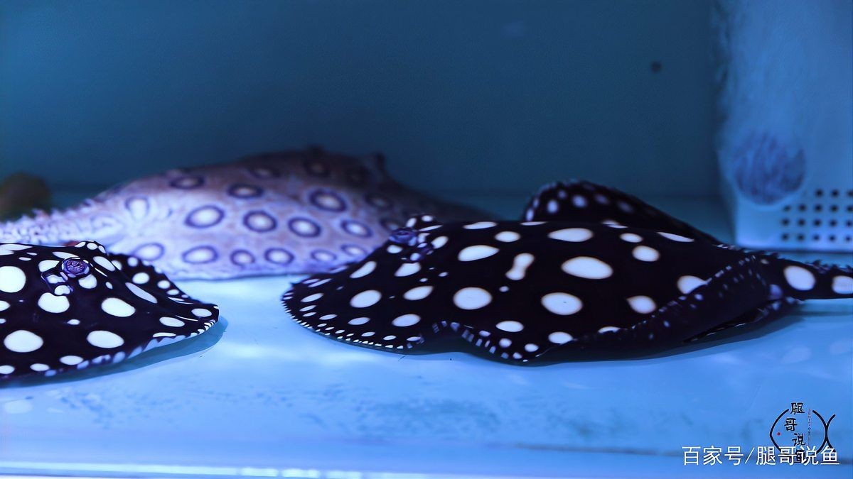 皇冠黑白魟魚圖片：皇冠黑白魟魚圖片欣賞