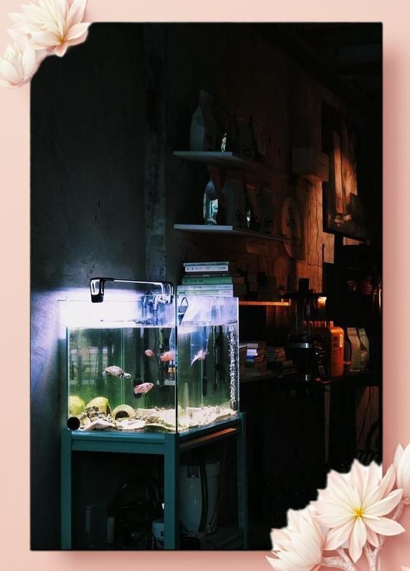 揚州魚缸店:揚州水族寵物店 全國水族館企業名錄 第7張 揚州魚缸店:揚州水族寵物店 揚州魚缸店:揚州水族寵物店 全國水族館企業名錄 第7張