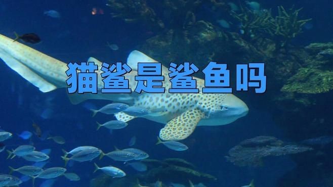貓鯊：貓鯊是一類體型嬌小、性情溫順的軟骨魚類