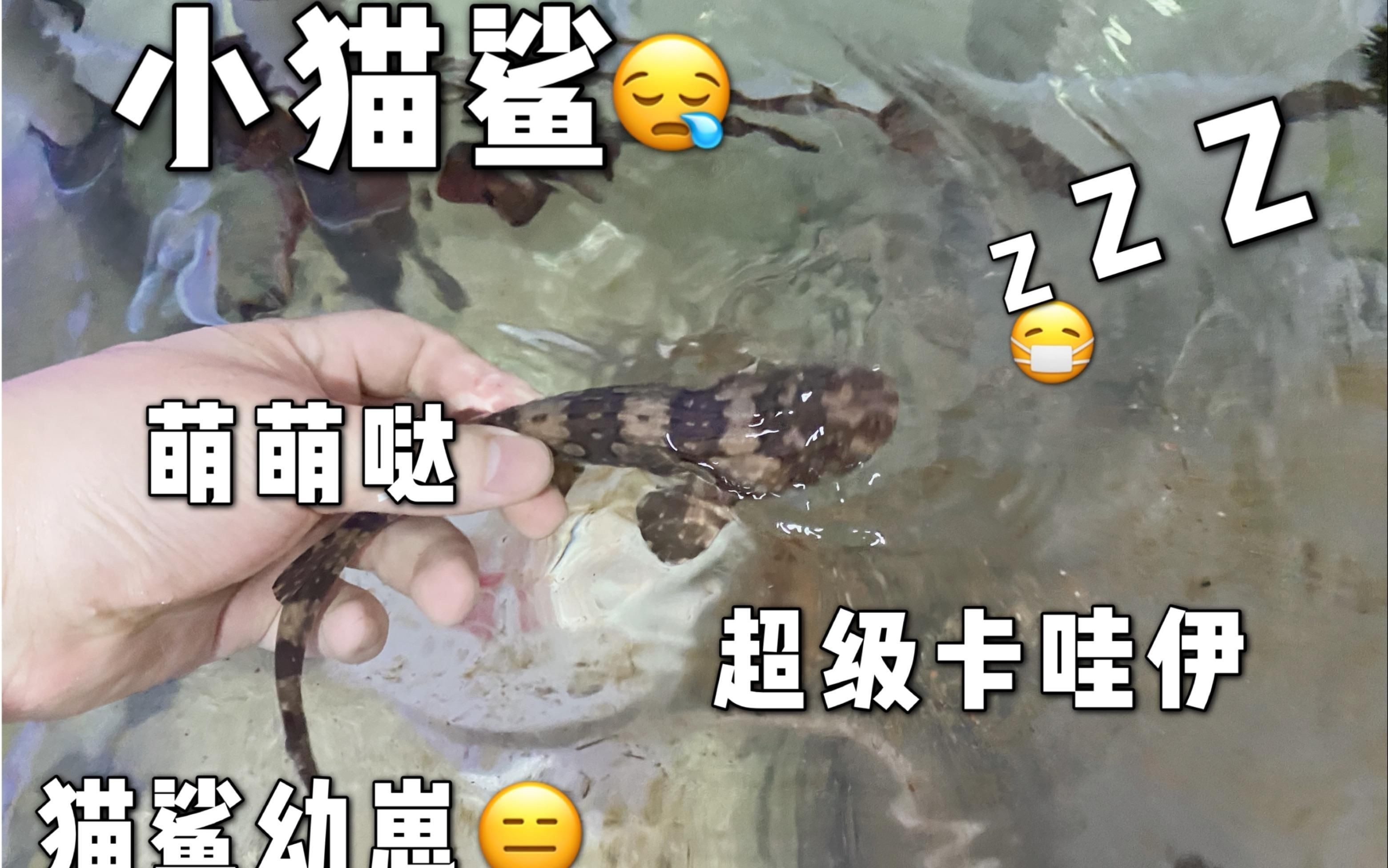 貓鯊：貓鯊是一類體型嬌小、性情溫順的軟骨魚類
