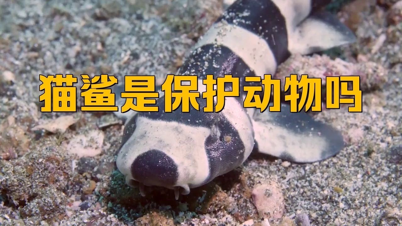 貓鯊：貓鯊是一類體型嬌小、性情溫順的軟骨魚類