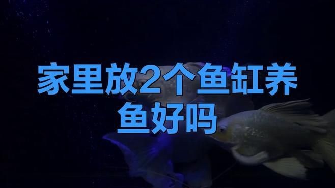 兩個魚缸能挨著放嗎：兩個魚缸可以挨著放嗎