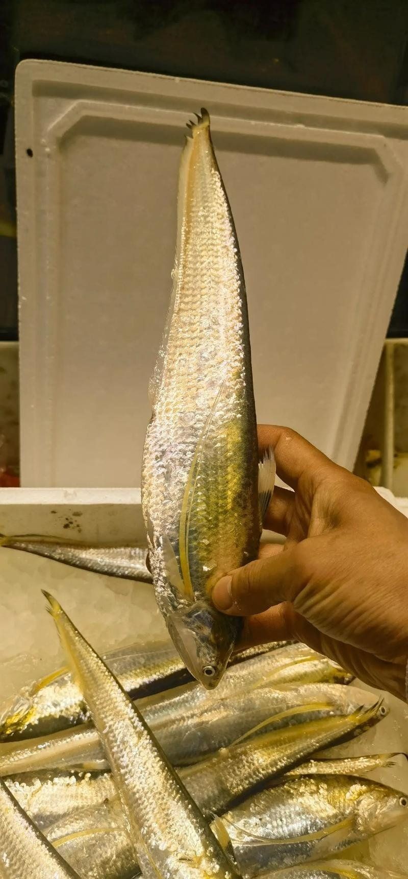河刀魚圖片多少一斤：ein老楊河刀魚有哪些常見的營養價值河刀魚價格