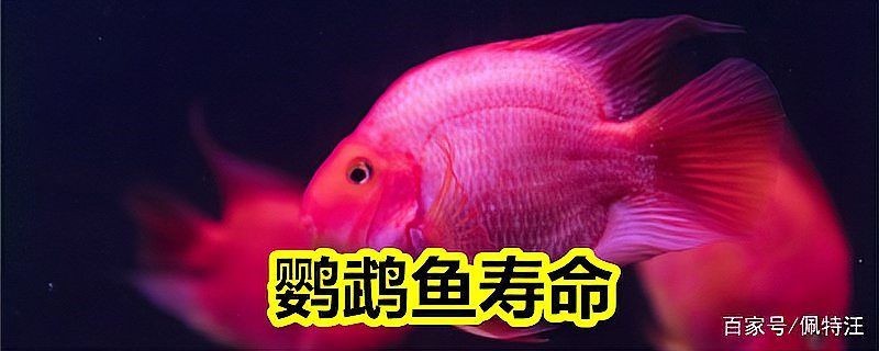 紅元寶鸚鵡魚能活幾年：紅元寶鸚鵡魚的壽命