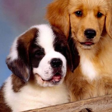 紅元寶鸚鵡魚能活幾年：紅元寶鸚鵡魚的壽命