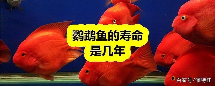 紅元寶鸚鵡魚能活幾年：紅元寶鸚鵡魚的壽命