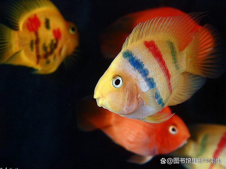 紅元寶鸚鵡魚能活幾年：紅元寶鸚鵡魚的壽命