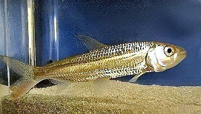 巨暴魚(yú)：——巨暴魚(yú)的生存之道與觀賞魚(yú)的價(jià)值 巨暴魚(yú)：——巨暴魚(yú)的生存之道與觀賞魚(yú)的價(jià)值 龍魚(yú)百科 第8張
