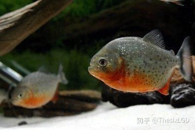 巨暴魚(yú)：——巨暴魚(yú)的生存之道與觀賞魚(yú)的價(jià)值 巨暴魚(yú)：——巨暴魚(yú)的生存之道與觀賞魚(yú)的價(jià)值 龍魚(yú)百科 第18張
