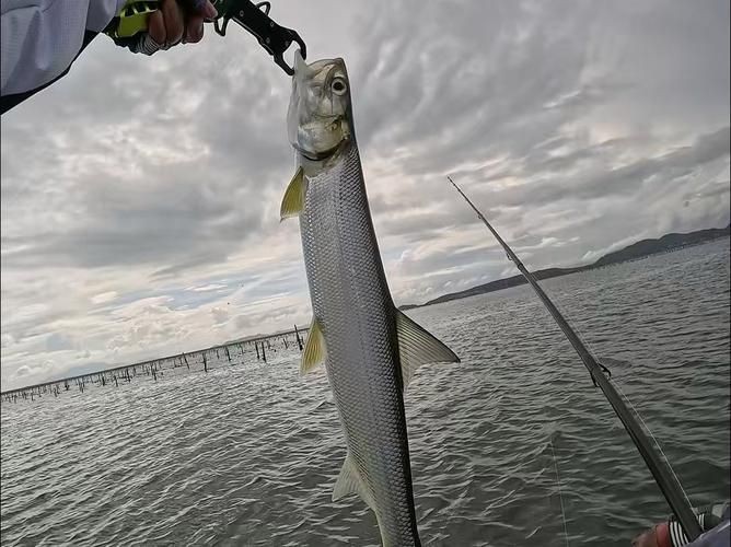 海鰱魚圖片大全：**《海鰱魚圖片大全》