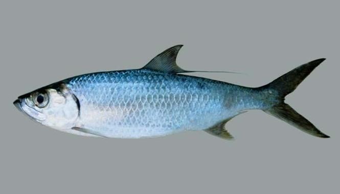 海鰱魚圖片大全：**《海鰱魚圖片大全》