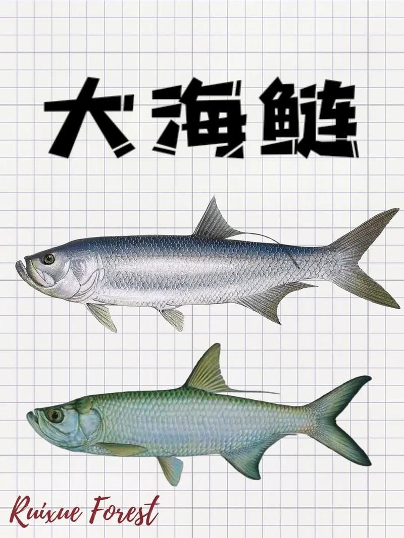 海鰱魚圖片大全：**《海鰱魚圖片大全》