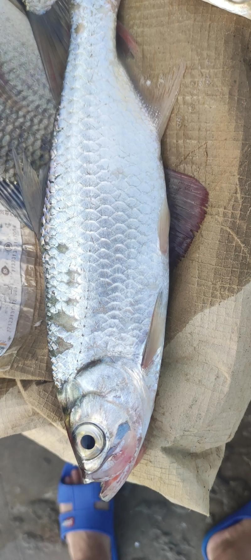 海鰱魚圖片大全：**《海鰱魚圖片大全》