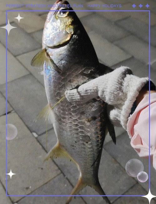 海鰱魚圖片大全：**《海鰱魚圖片大全》