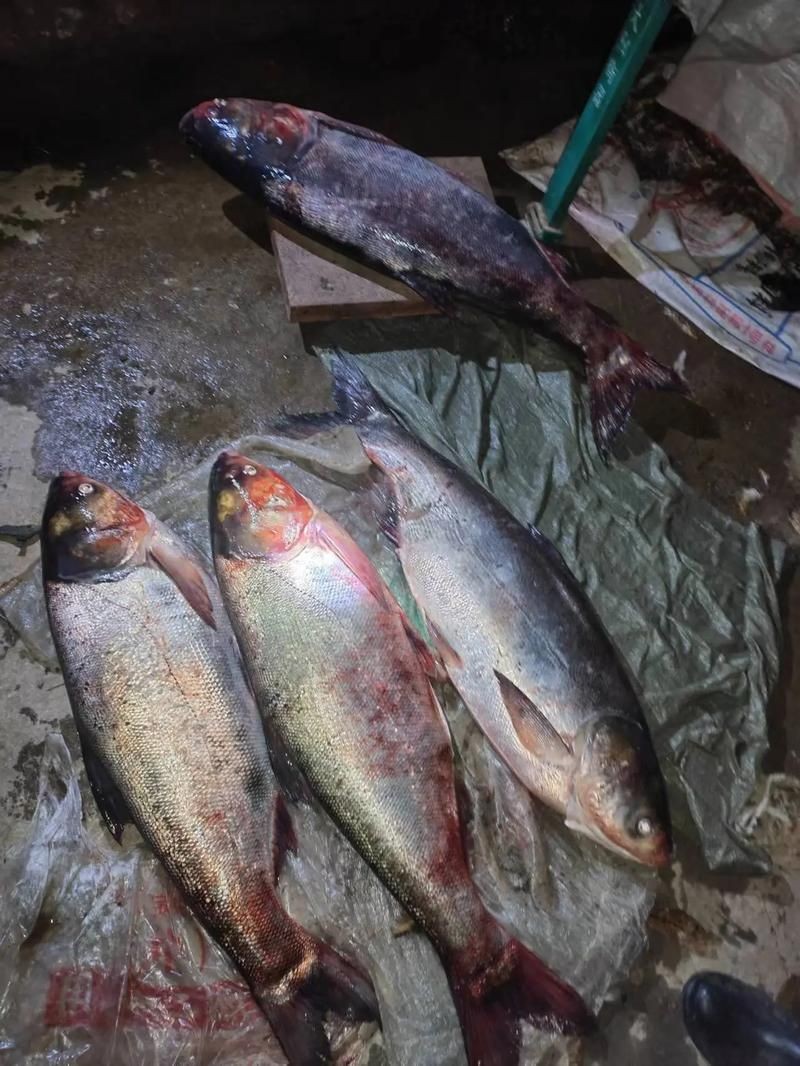 海鰱魚圖片大全：**《海鰱魚圖片大全》