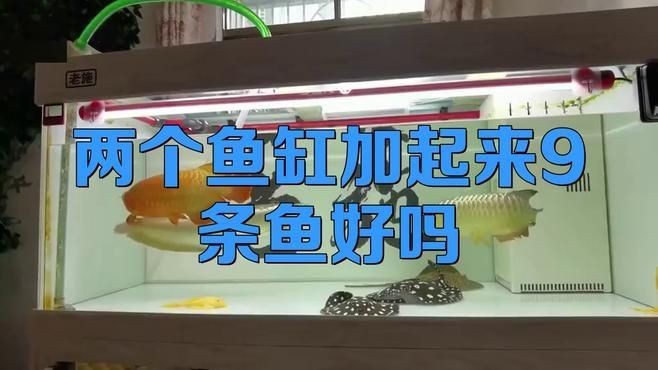 兩個魚缸加起來9條魚好嗎：兩個魚缸共養9條魚是否適宜