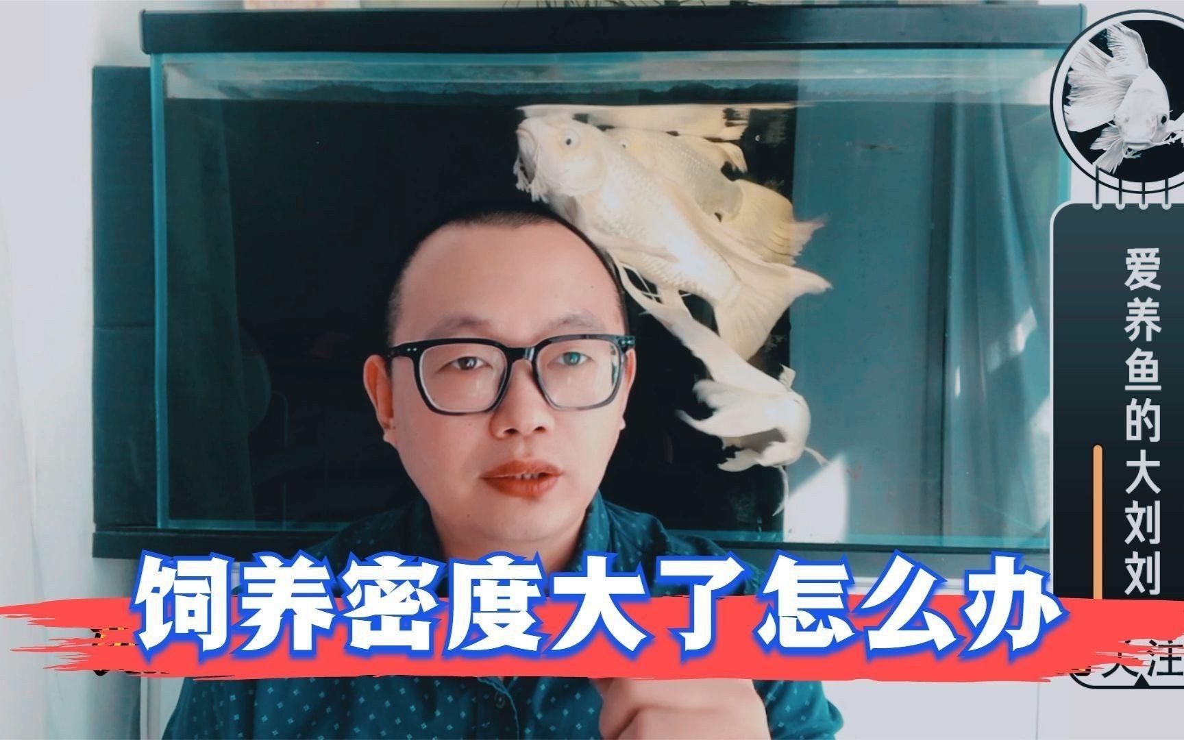 兩個魚缸加起來9條魚好嗎：兩個魚缸共養9條魚是否適宜