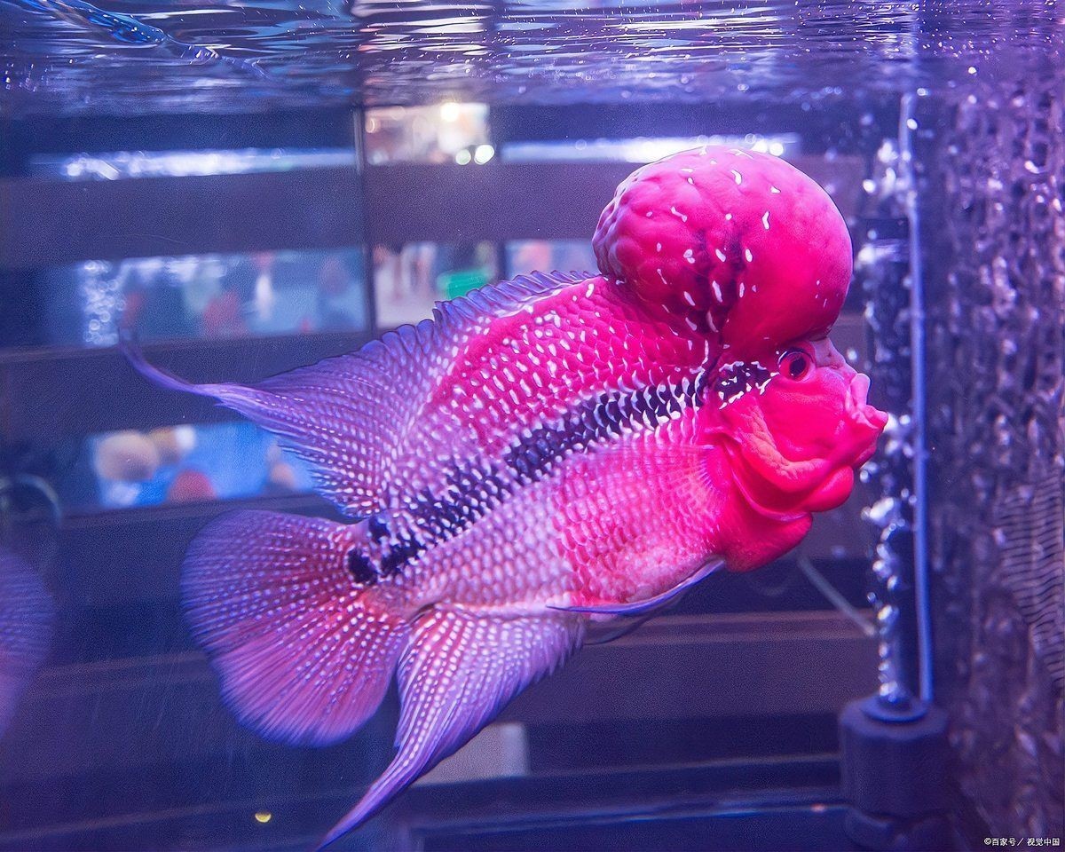 皇冠魚(yú)最怕三個(gè)東西：紅尾皇冠魚(yú)養(yǎng)殖技術(shù)