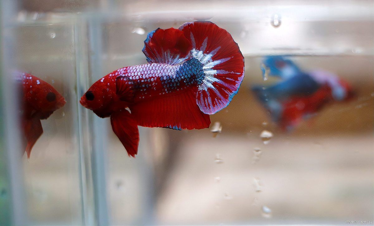 皇冠魚(yú)最怕三個(gè)東西：紅尾皇冠魚(yú)養(yǎng)殖技術(shù)