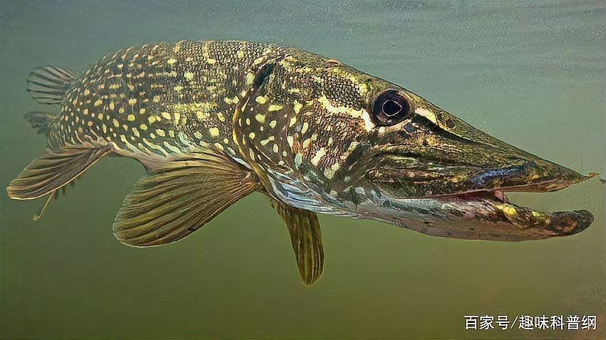 狗魚為什么叫狗魚：“狗魚之名源于其獨(dú)特的外形與行為特征與生存之道”