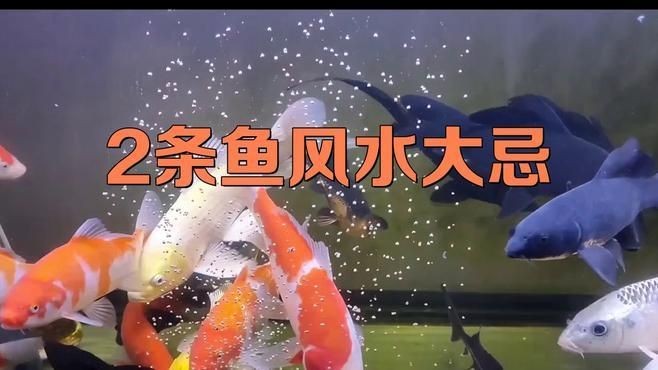 兩缸魚不吉利的原因：“兩缸魚不吉利”的說(shuō)法源于民間傳統(tǒng)習(xí)俗與風(fēng)水觀念