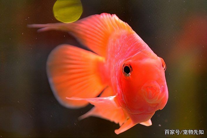紅元寶和紅鸚鵡魚有啥區別：紅元寶與紅鸚鵡魚的區別