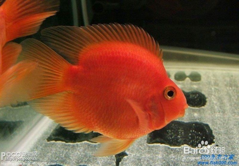 紅元寶和紅鸚鵡魚有啥區別：紅元寶與紅鸚鵡魚的區別