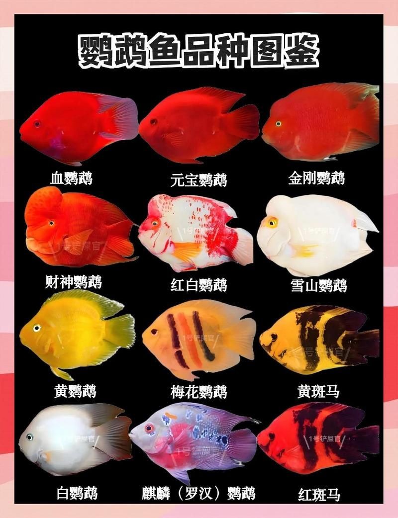 紅元寶和紅鸚鵡魚有啥區別：紅元寶與紅鸚鵡魚的區別