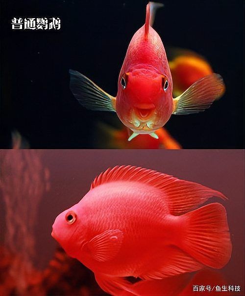 紅元寶和紅鸚鵡魚有啥區別：紅元寶與紅鸚鵡魚的區別