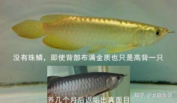 什么是過背金龍魚：過背金龍魚:你知道如何分辨嗎