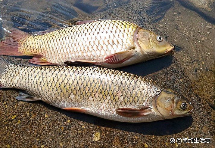廣東人說的鯇魚是草魚嗎：廣東人所說的“鯇魚”是什么？