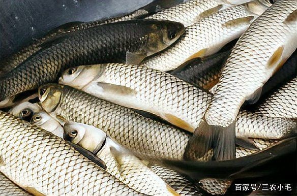 廣東人說的鯇魚是草魚嗎：廣東人所說的“鯇魚”是什么？