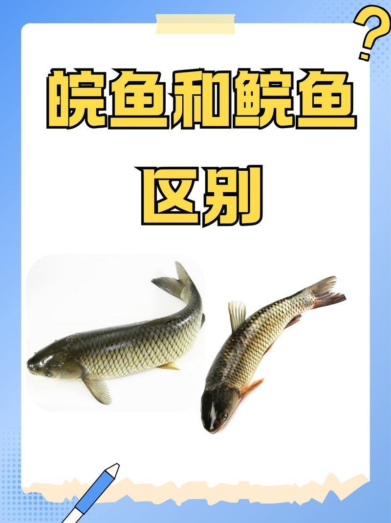 廣東人說的鯇魚是草魚嗎：廣東人所說的“鯇魚”是什么？