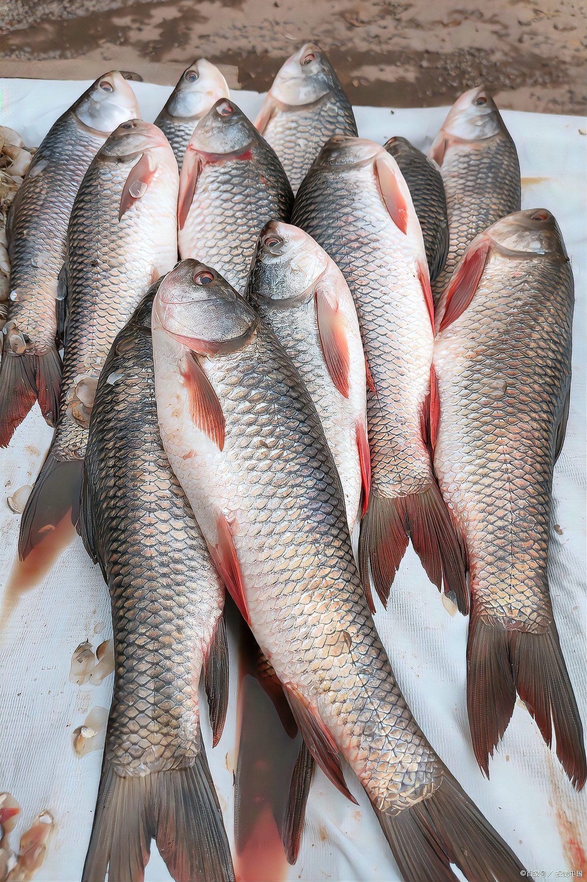 廣東人說的鯇魚是草魚嗎：廣東人所說的“鯇魚”是什么？