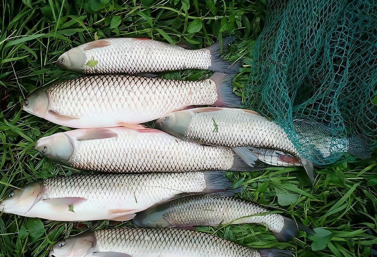 廣東人說的鯇魚是草魚嗎：廣東人所說的“鯇魚”是什么？