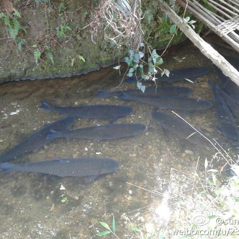 廣東人說的鯇魚是草魚嗎：廣東人所說的“鯇魚”是什么？