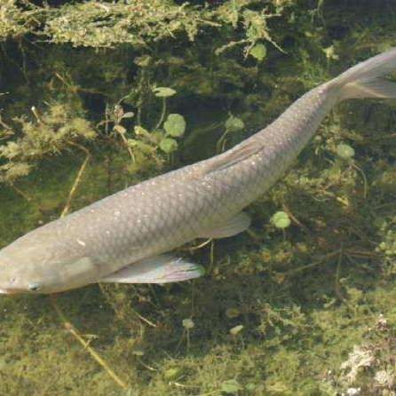 廣東人說的鯇魚是草魚嗎：廣東人所說的“鯇魚”是什么？