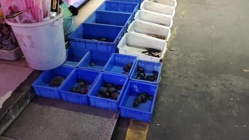 60公分金龍魚的市場供需情況：60公分金龍魚市場供需情況：品質與稀缺性主導定價