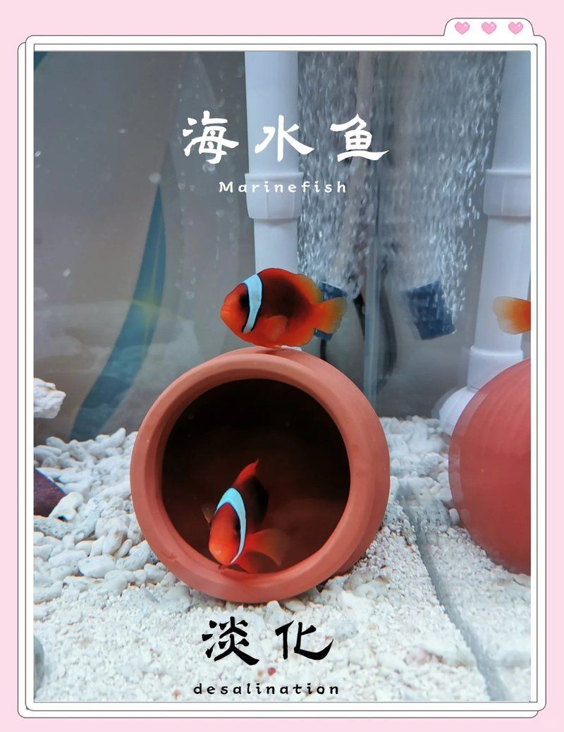 家里沒(méi)有海水如何養(yǎng)海魚(yú)：如何在家中養(yǎng)殖海水魚(yú)