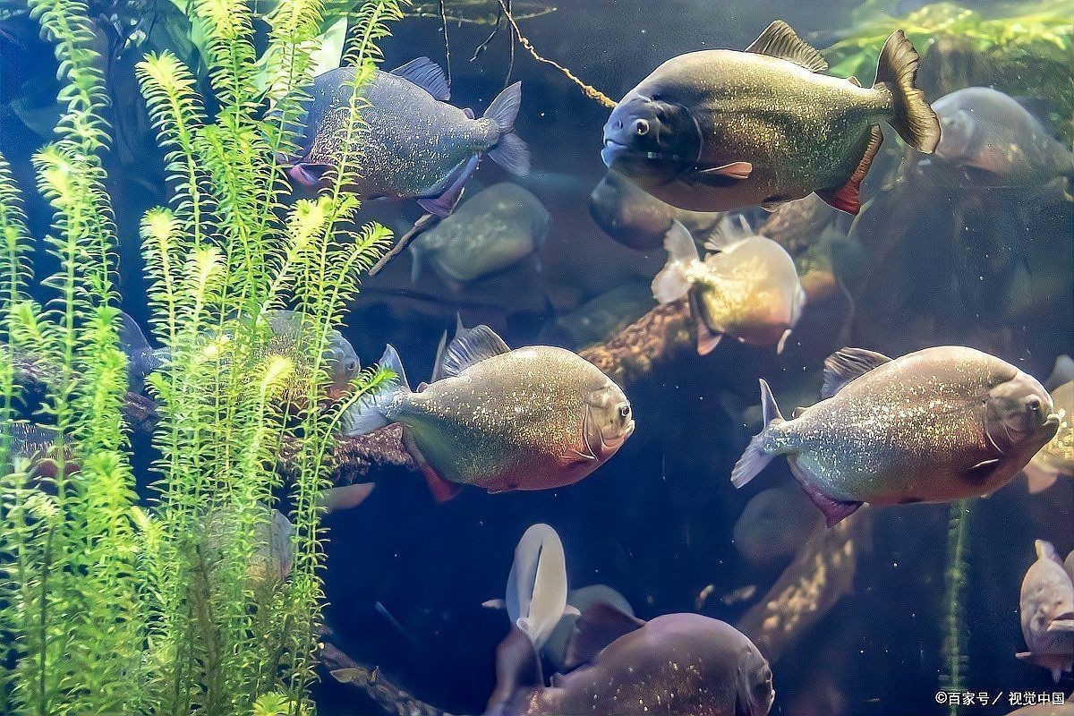 家里沒(méi)有海水如何養(yǎng)海魚(yú)：如何在家中養(yǎng)殖海水魚(yú)