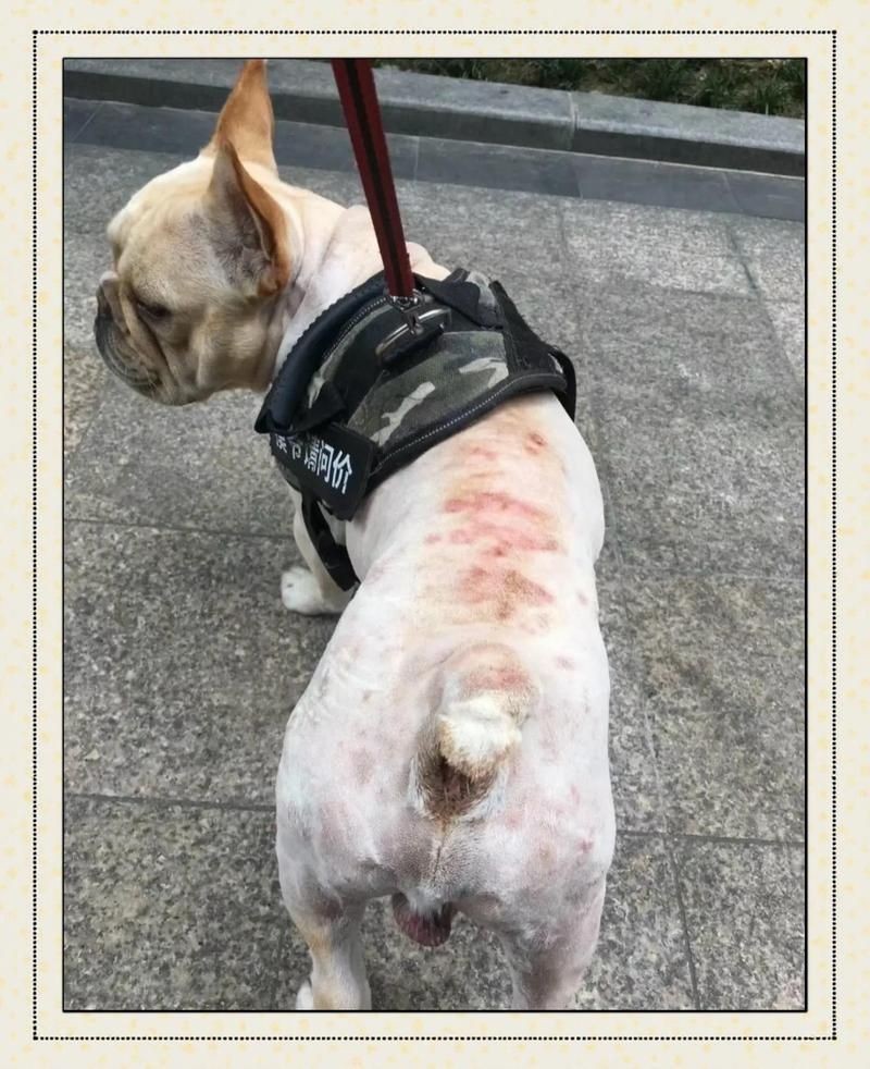 狗頭水霉病可以治愈么：狗頭水霉病怎么治療 狗頭水霉病可以治愈么：狗頭水霉病怎么治療 龍魚論壇 第5張