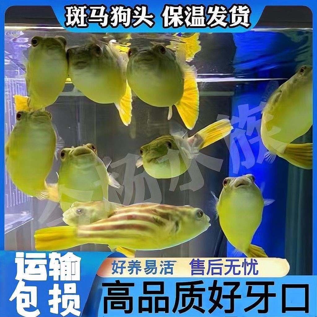 狗頭水霉病可以治愈么：狗頭水霉病怎么治療 狗頭水霉病可以治愈么：狗頭水霉病怎么治療 龍魚論壇 第3張