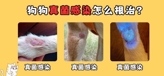 狗頭水霉病可以治愈么：狗頭水霉病怎么治療 狗頭水霉病可以治愈么：狗頭水霉病怎么治療 龍魚論壇 第12張