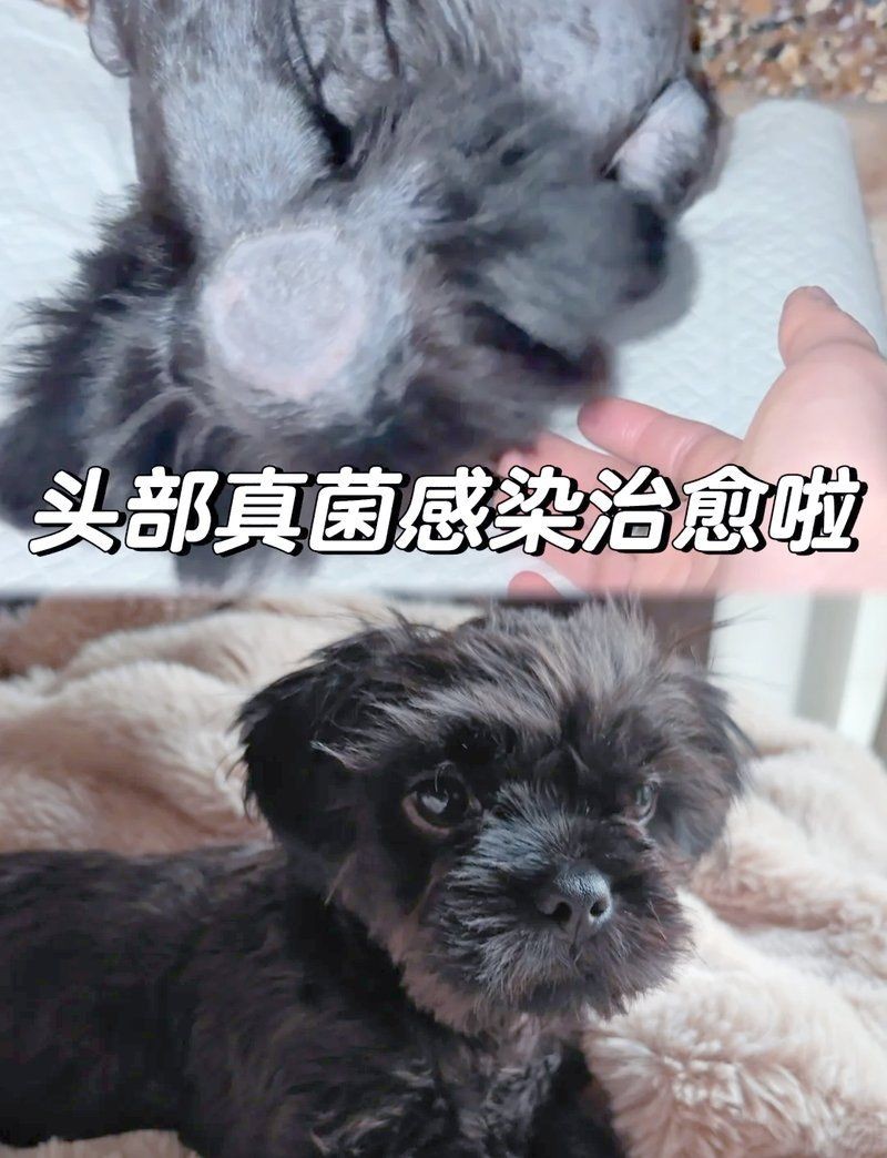 狗頭水霉病可以治愈么：狗頭水霉病怎么治療 狗頭水霉病可以治愈么：狗頭水霉病怎么治療 龍魚論壇 第10張