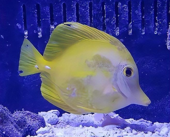 海水魚細(xì)菌感染的治療：海水魚細(xì)菌感染的綜合施策