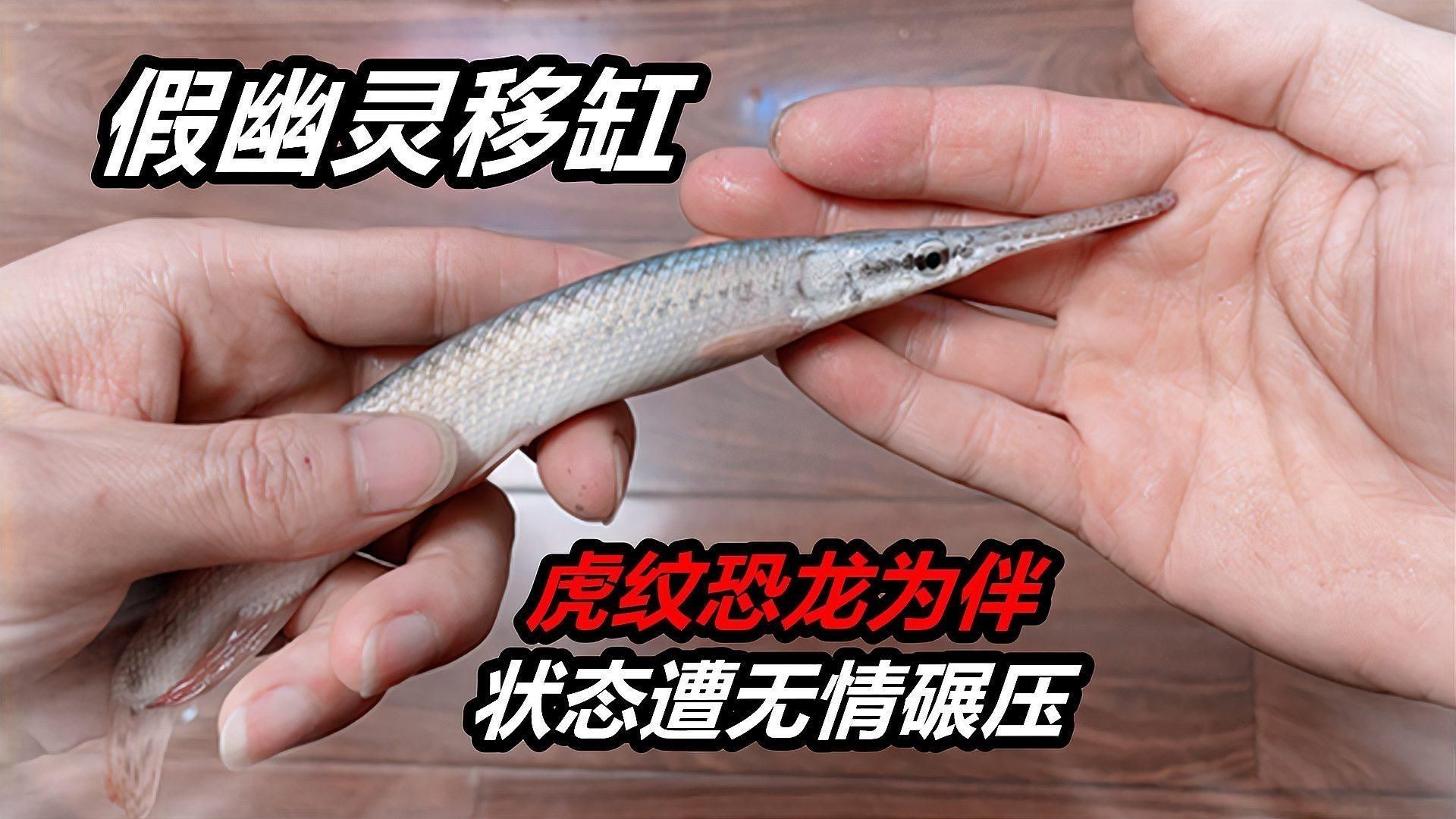 家里養鱷雀鱔好不好：鱷雀鱔入侵破壞生態價值，河南安陽有人釣出“巨型怪魚”