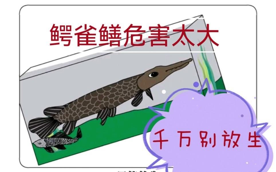 家里養鱷雀鱔好不好：鱷雀鱔入侵破壞生態價值，河南安陽有人釣出“巨型怪魚”
