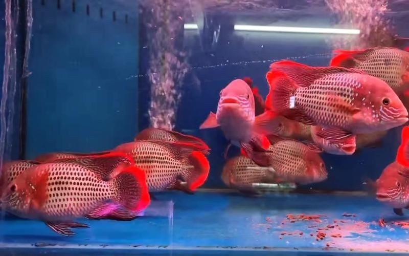 皇冠魚6個品種圖片：海洋科普:熱帶海域的美麗魚類——紅尾皇冠魚