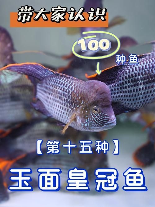 皇冠魚6個品種圖片：海洋科普:熱帶海域的美麗魚類——紅尾皇冠魚