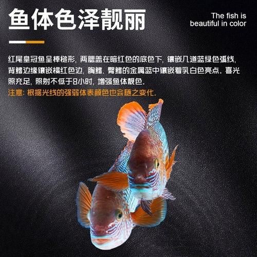 皇冠魚6個品種圖片：海洋科普:熱帶海域的美麗魚類——紅尾皇冠魚